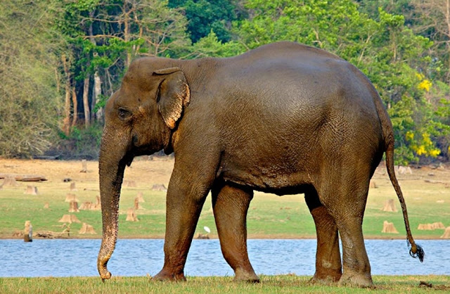 know about kannada and Karnataka: State animal of Karnataka - Indian