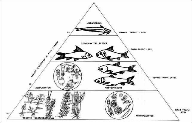 Пищевые цепи в аквариуме примеры. Пищевая сеть экосистемы озера. Трофические цепи пищевая пирамида. Пищевая сеть экосистемы аквариума. Пищевая цепь экосистемы озера.