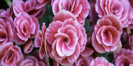 Hoa Hải đường là hoa gì?