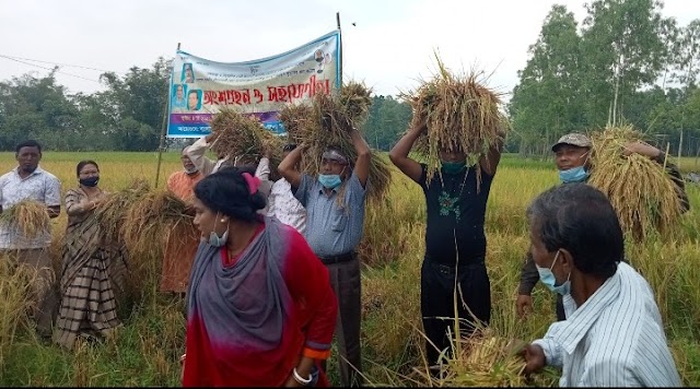 কেন্দ্রীয় কর্মসূচির অংশ হিসেবে নীলফামারীতে কৃষকলীগের ধান কাটা কর্মসূচীর উদ্বোধন