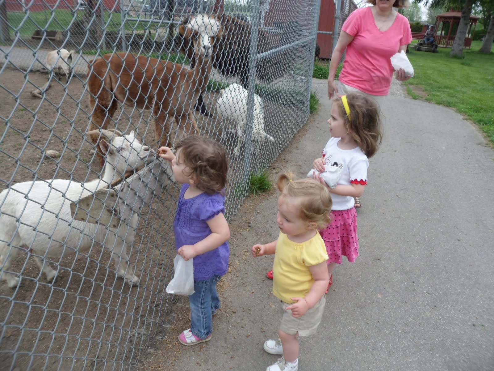 Strange Gratitude Gas City Petting Zoo
