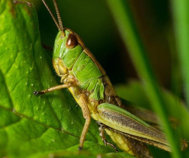 Types of grasshoppers. How to get rid of Grasshoppers Types of grasshoppers. How to get rid of Grasshoppers