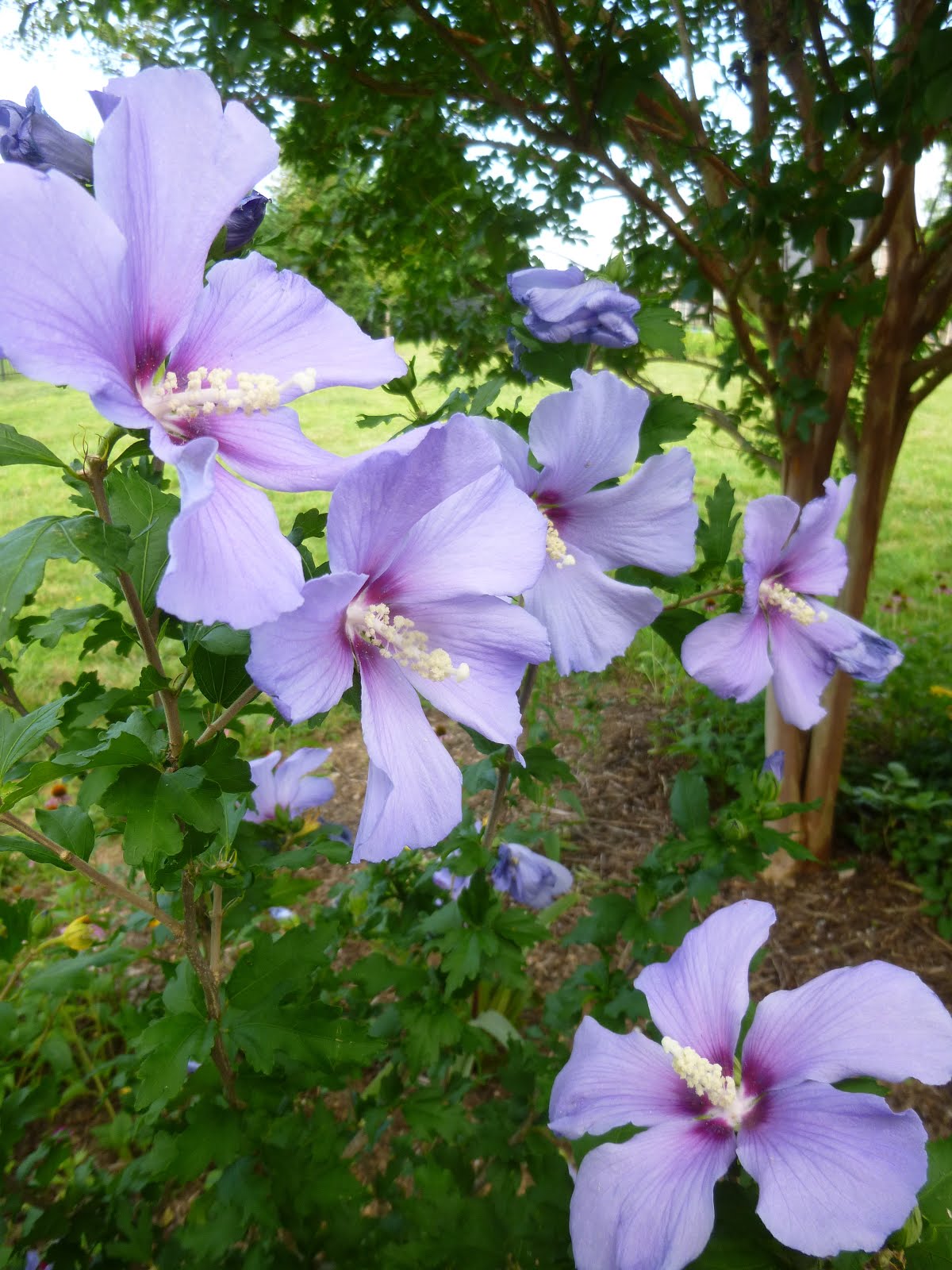 64+ Blue Hibiscus Flower Hibiscus Plant doodlekun