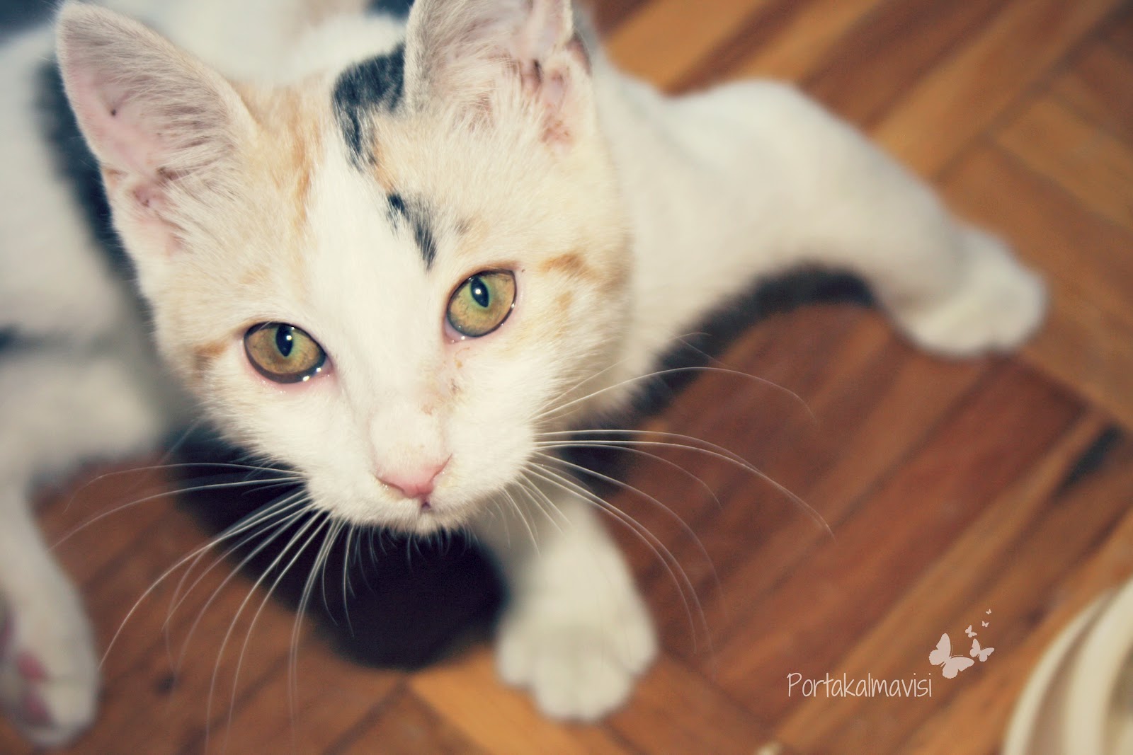 Portakalmavisi Düşler yeni bir kedi