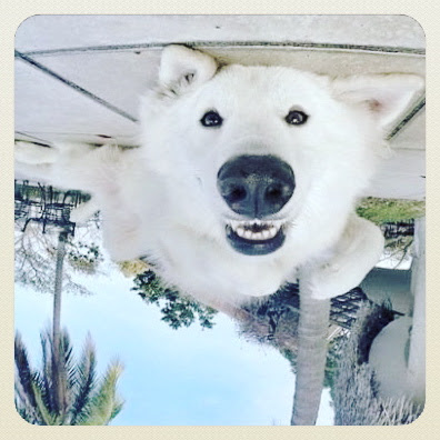 Wallpaper Cute Animals Drawings Cute Animals Videos Cute Animals