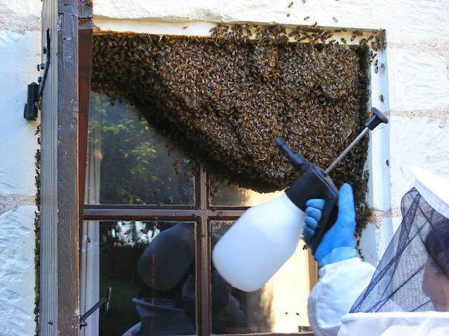 Spraying a feral honey bee colony with water prior to removing them, Indre et Loire, France. Photo by Loire Valley Time Travel. Spraying a feral honey bee colony with water prior to removing them, Indre et Loire, France. Photo by Loire Valley Time Travel.