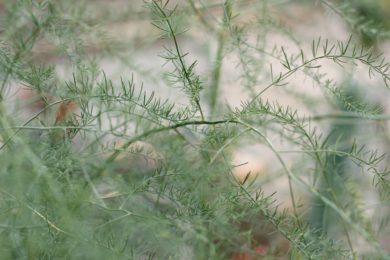 The Urban Veg Patch In among the asparagus ferns (square foot gardening)
