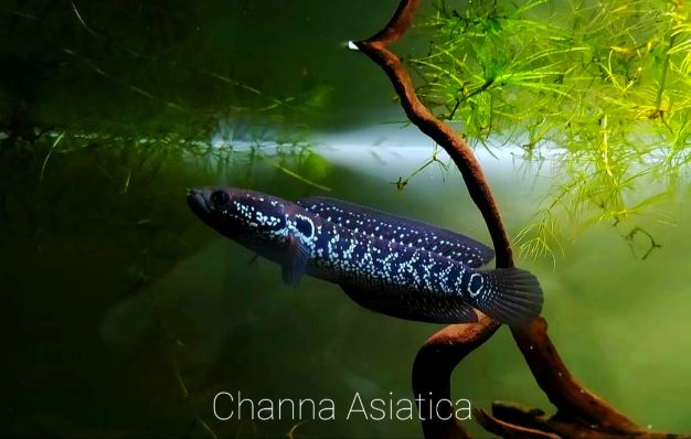 Asiatica ws channa Channa asiatica