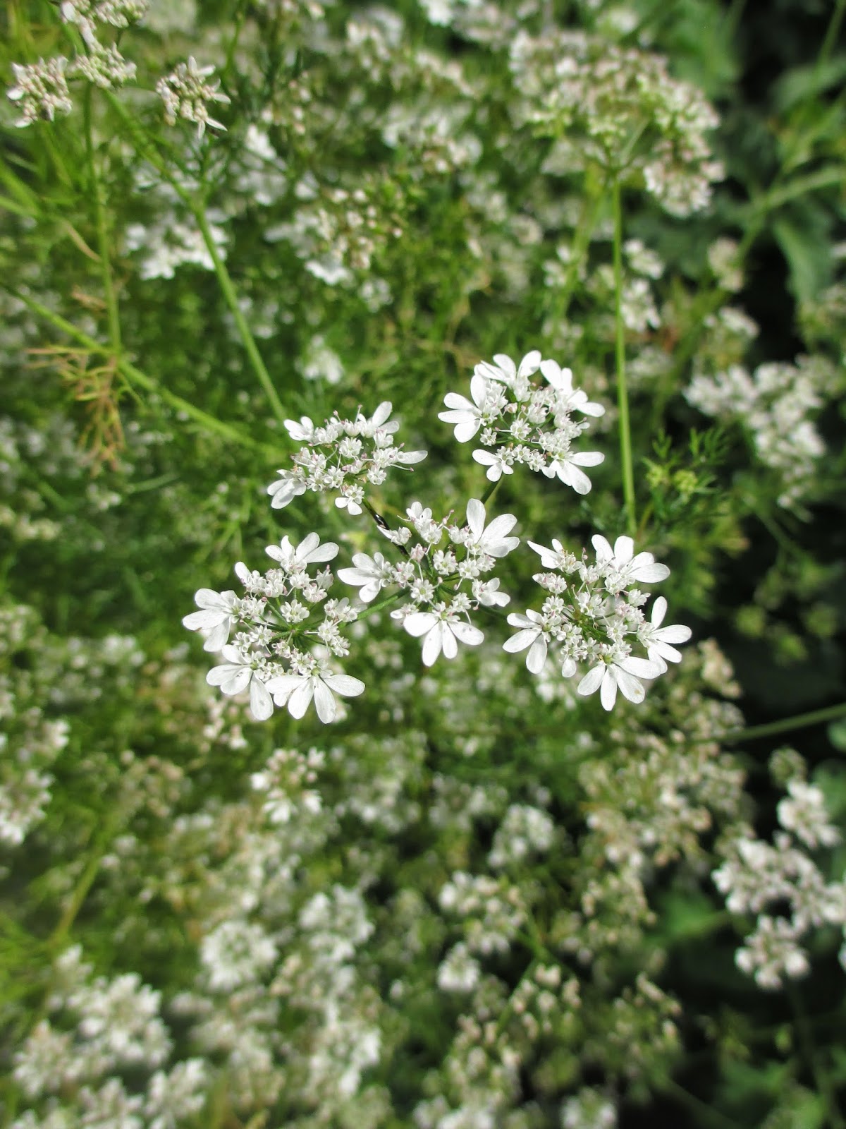 Andie's Way Growing Cilantro
