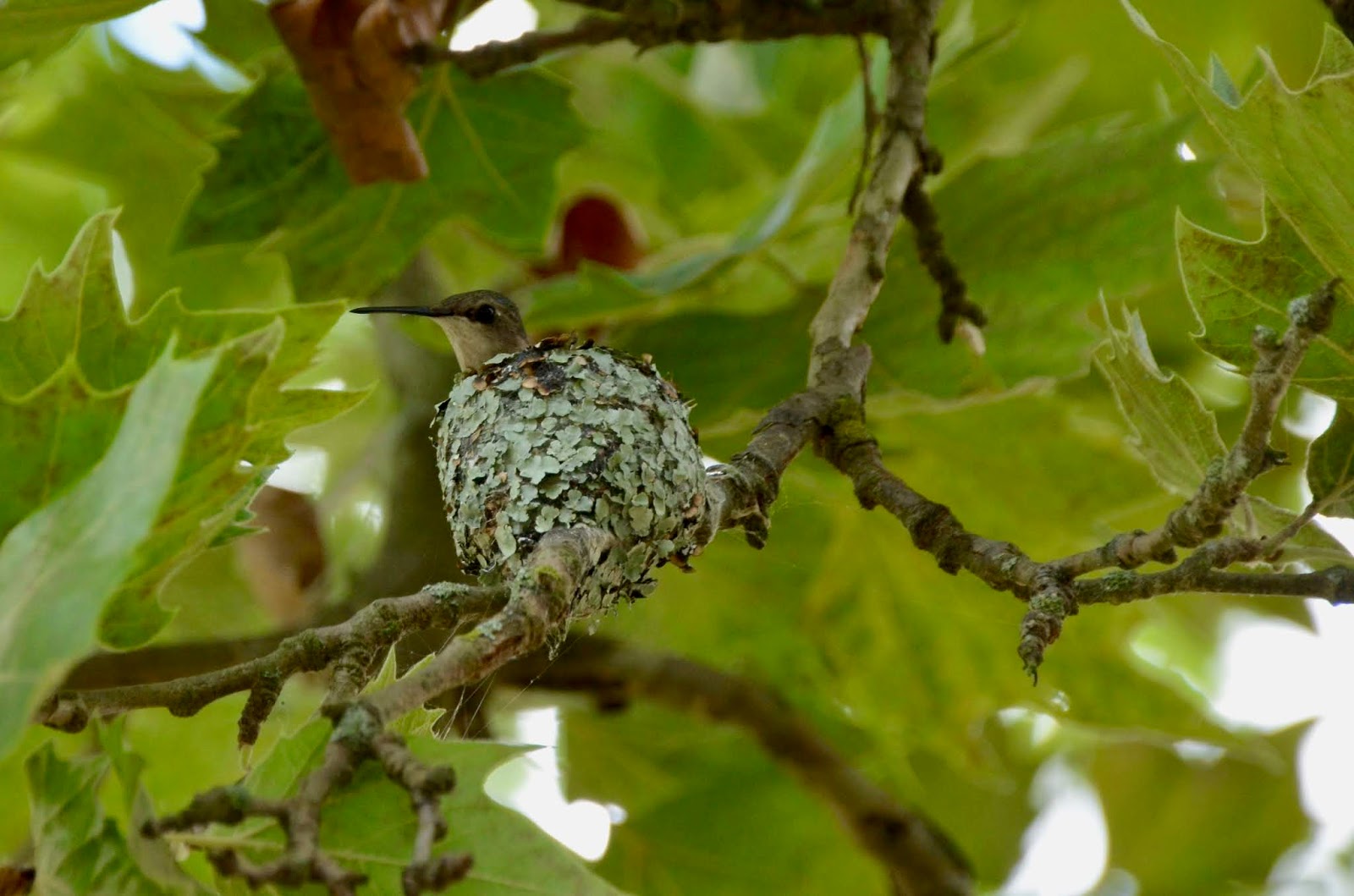 hummingbird nest hummingbird nest