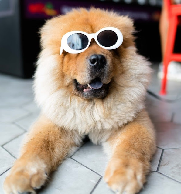 Dog with sunglases-