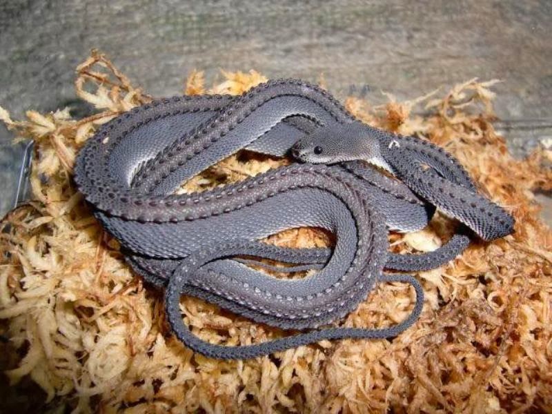 Xenodermus Dragon Snake - Pets