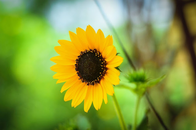 Sunflower Wallpapers in 4K - Pics Directory Sunflower Wallpapers in 4K - Pics-Directory