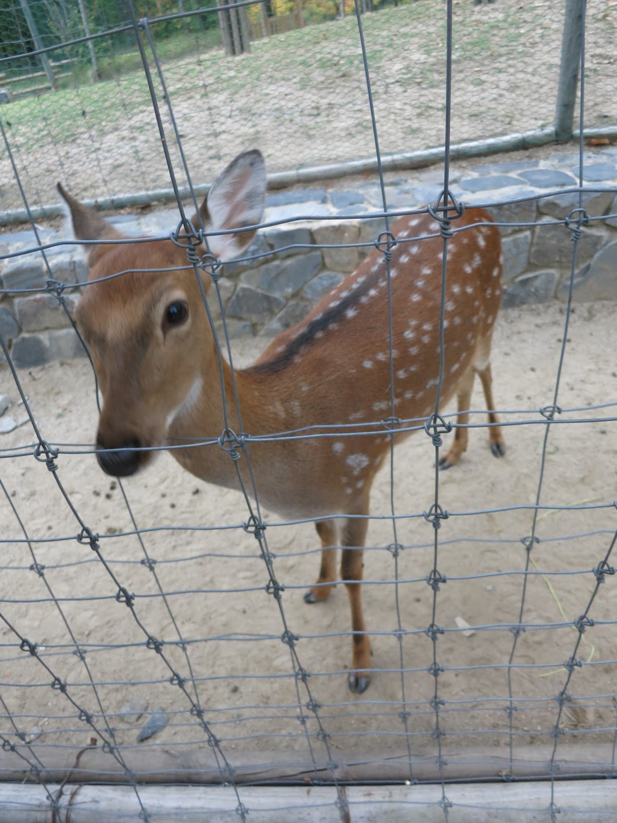 Day 6 Deer Feeding at Seoul Forest South Korea chichicho
