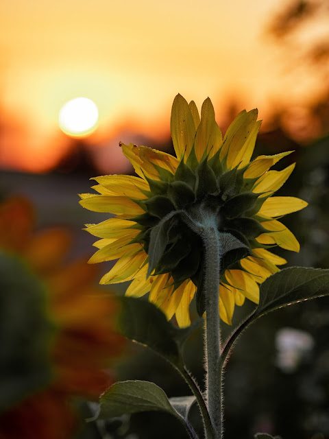 Sunflower Wallpapers in 4K - Pics Directory Sunflower Wallpapers in 4K - Pics-Directory