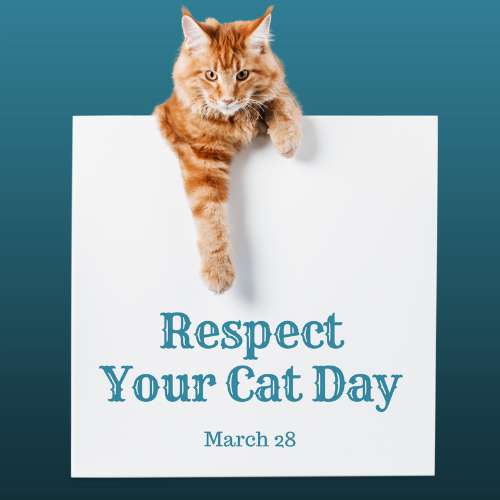 Respect Your Cat Day Wishes Unique Image Respect Your Cat Day Wishes Unique Image