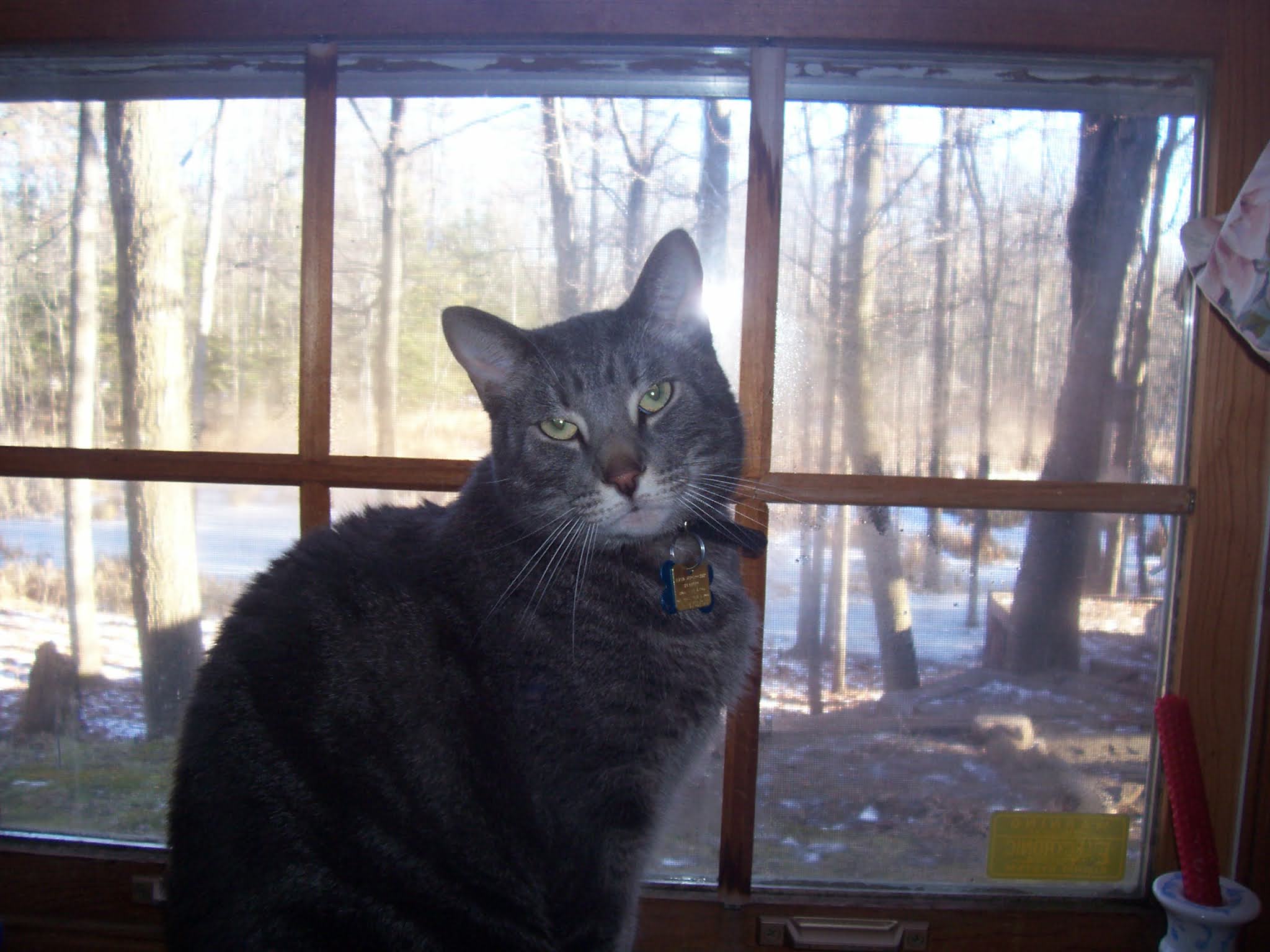 Herbs and Spices to Support Your Cat's Health and Wellness