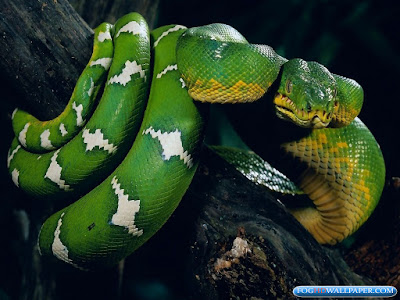 Amazing Viper Snakes Amazing Viper Snakes