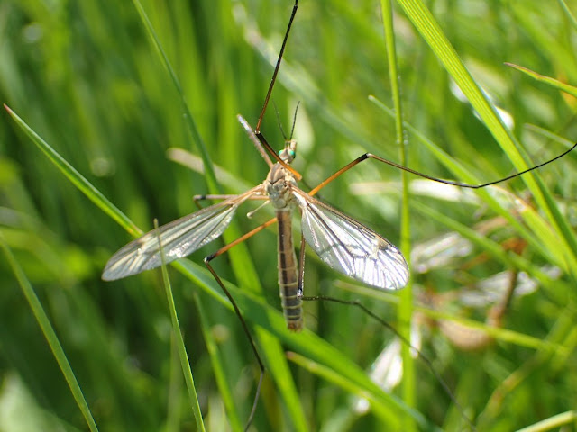 Tipula vernalis Tipula vernalis