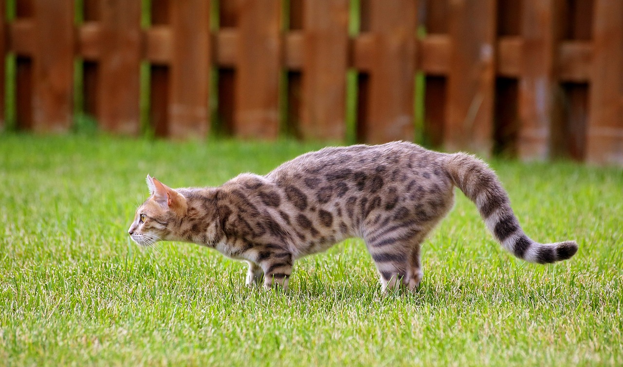 About the breeds of Bengal cats characteristics, history, lifespan