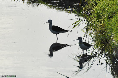 Cames llargues (Himantopus himantopus)