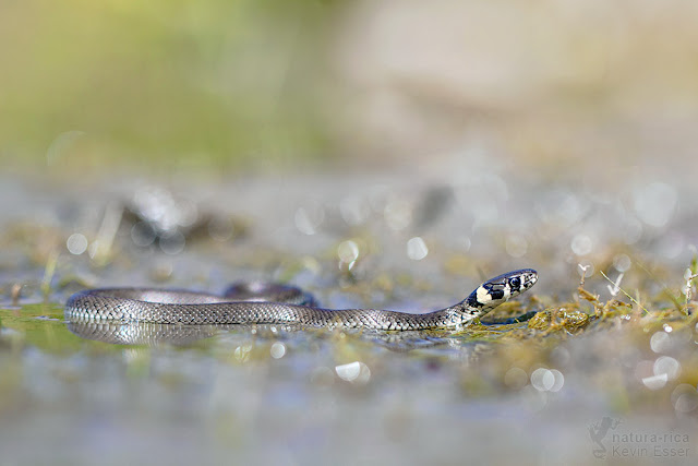Natrix natrix - Grass Snake, juvenile