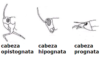 BioGeodiversidadVillegas: Clase Insectos