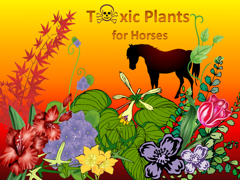 A GREEN HORSE is a NATURAL, ECONOMICAL and ECOFRIENDLY WAY to a