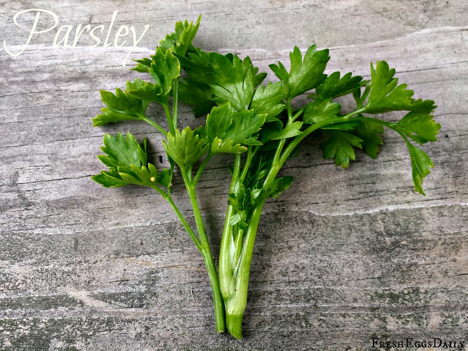 My Top Five Favorite Herbs for Chickens Fresh Eggs Daily® with Lisa Steele