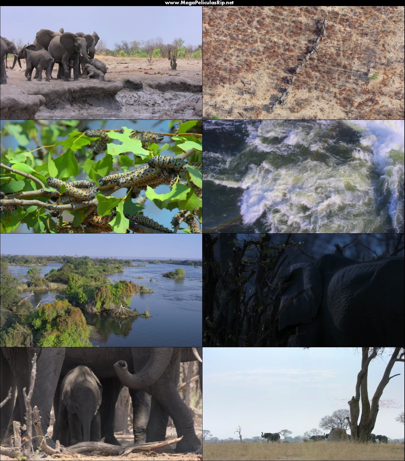 Elephant 1080p Latino