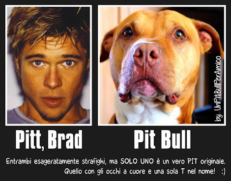 Pit Bull si scrive con una sola T e due L!