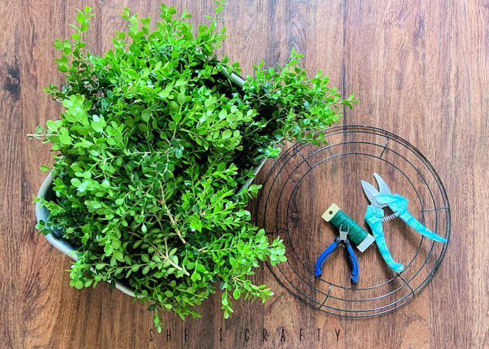 Supplies needed to make a boxwood bush clipping wreath.