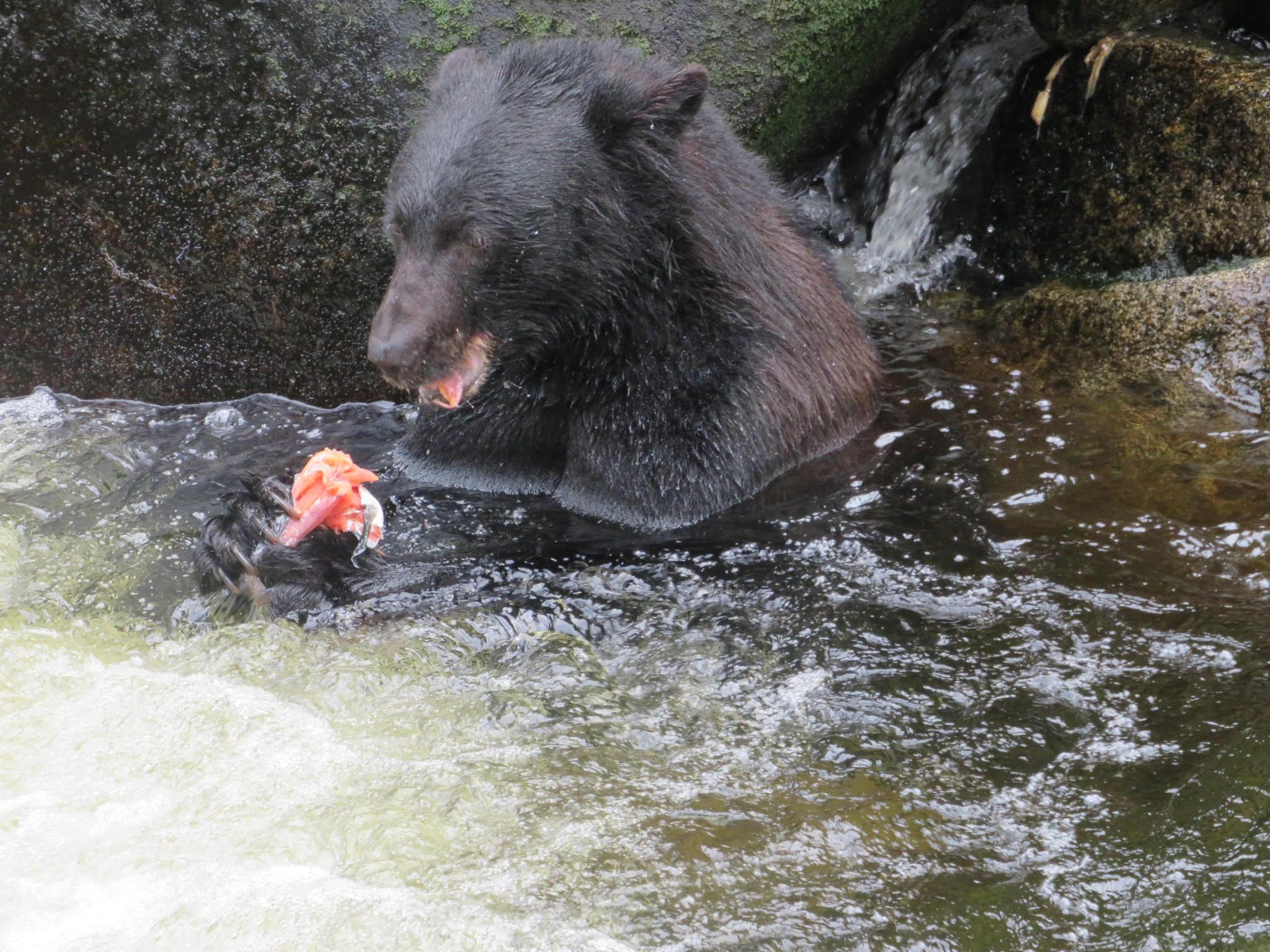 USAAlaska Anan River Black Bears