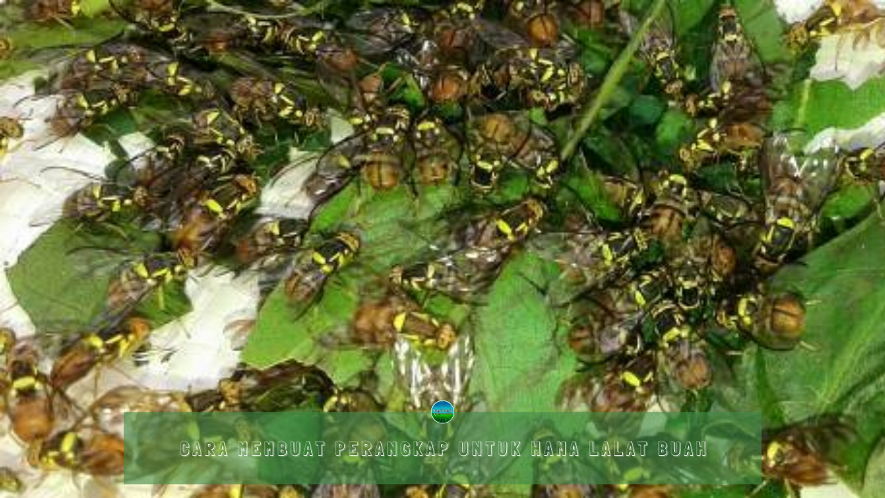 How To Make Traps For Fruit Fly Pests How To Make Traps For Fruit Fly Pests