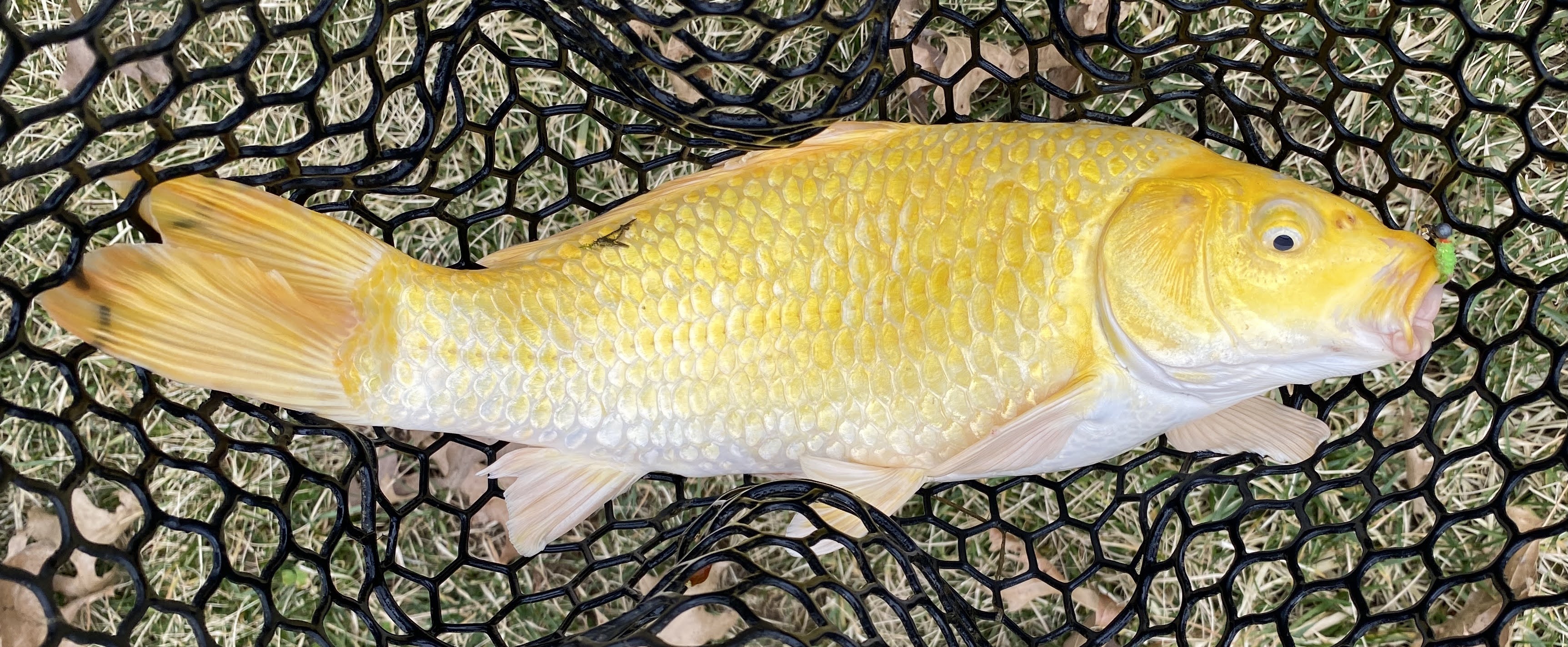 FishnDave Flyfishing for Koi and Goldfish