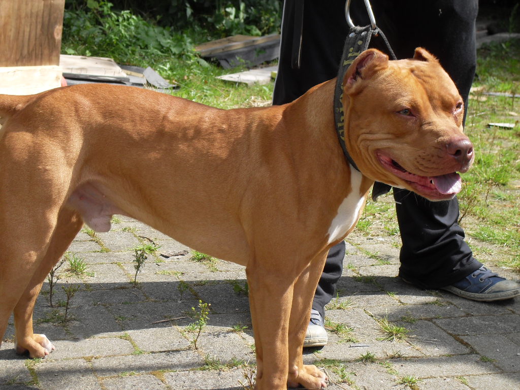 blue nose and red nose pitbull puppies