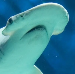 Bonnethead Shark Facts, Habitat, Diet, Weight, Length