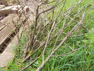 Pea sticks 80 Minute Allotment Green Fingered Blog