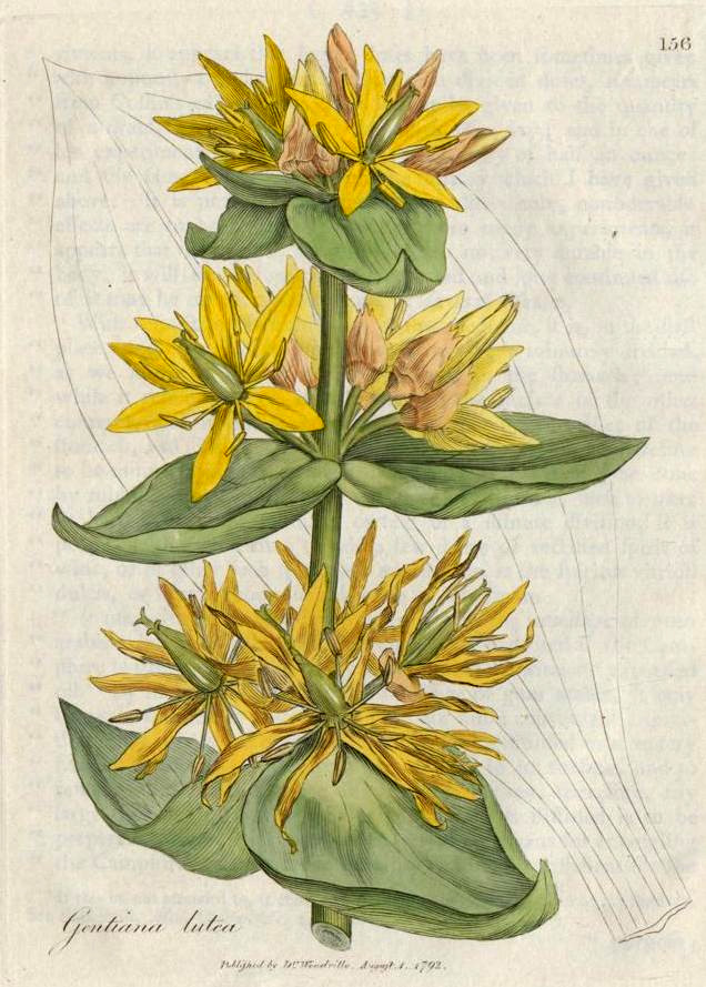 Gentiana lutea illustration