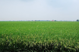 FOTO TERKINI KAMPONG SUNGAI HAJI DORANI ..............( Dalam kemaskini )