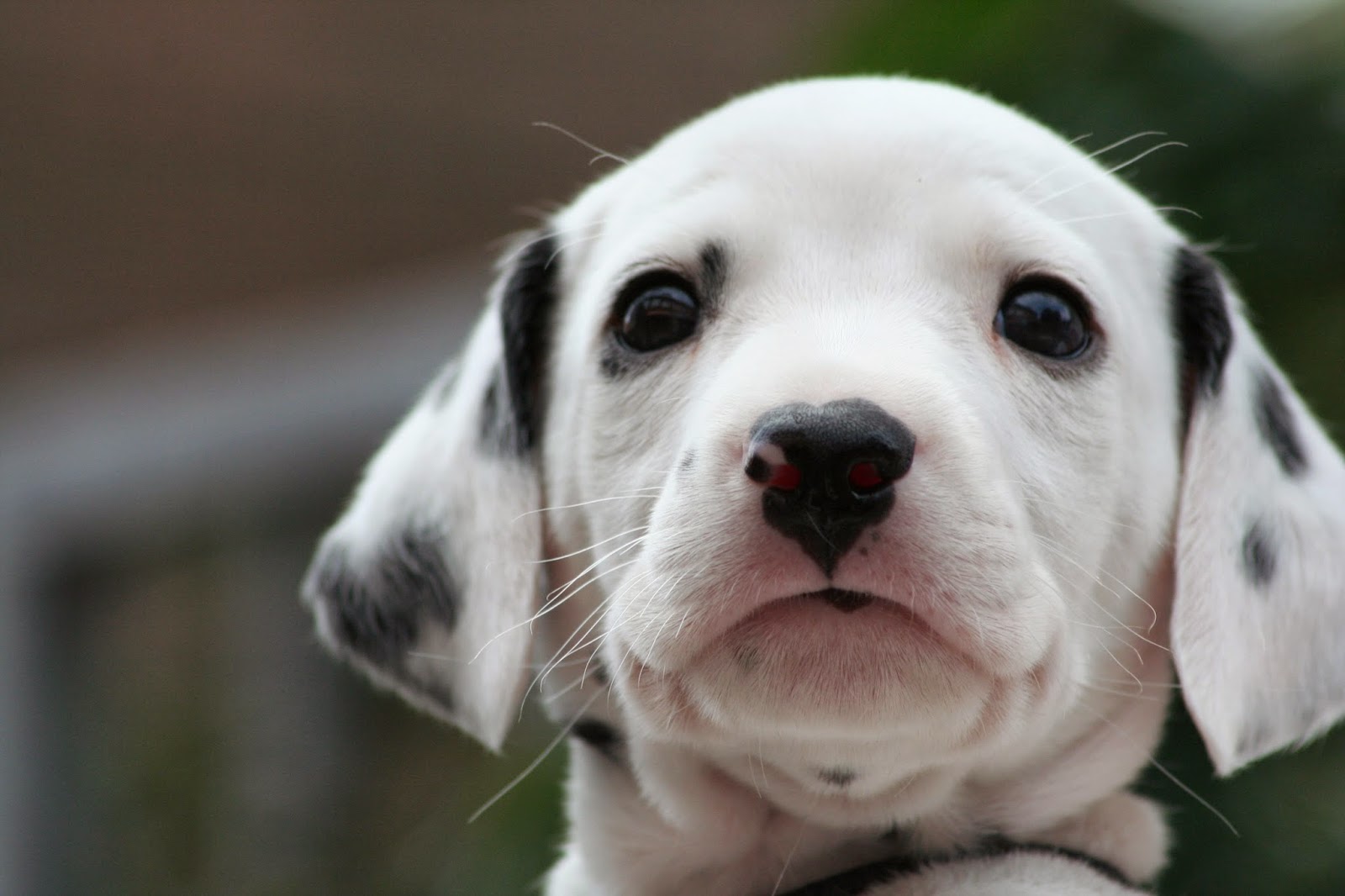 Dalmatian Puppies Wallpaper image Free HD Wallpaper