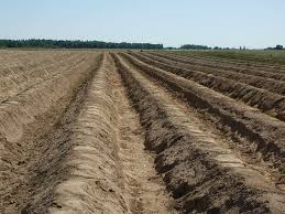 Health Benefits of Eating Organic Food Health Benefits of Eating Organic Food