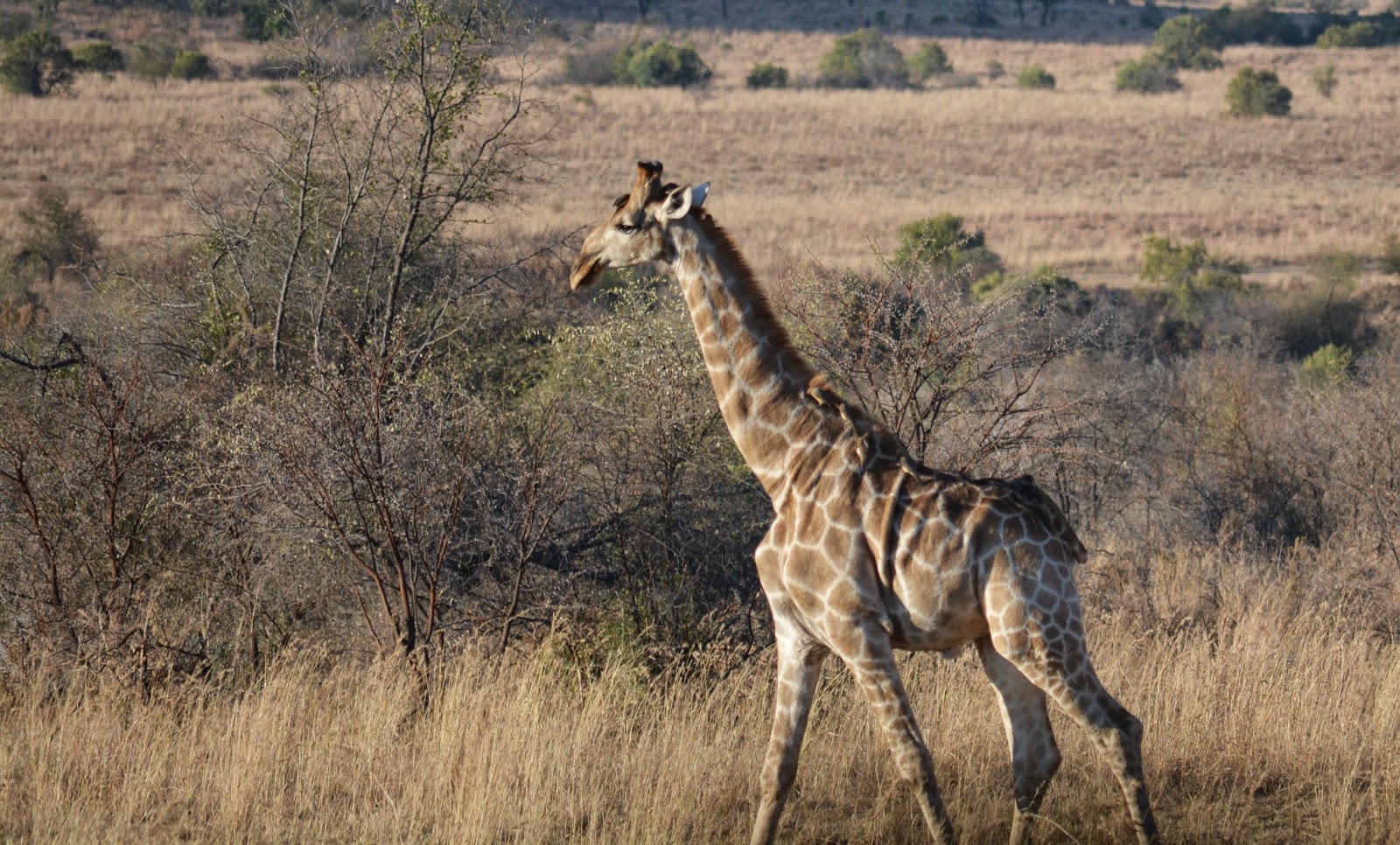 South Africa through my LENS: Pilanesberg National Park