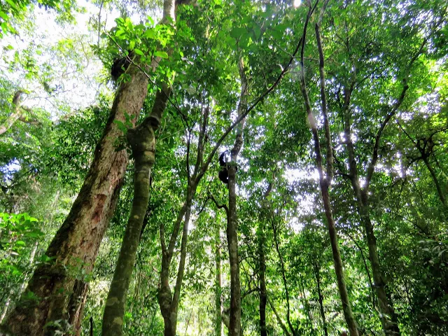 Chimpanzee in a tree in Uganda's Kibale National Forest