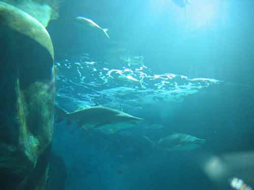 Sea Life London Aquarium Shark Tank.