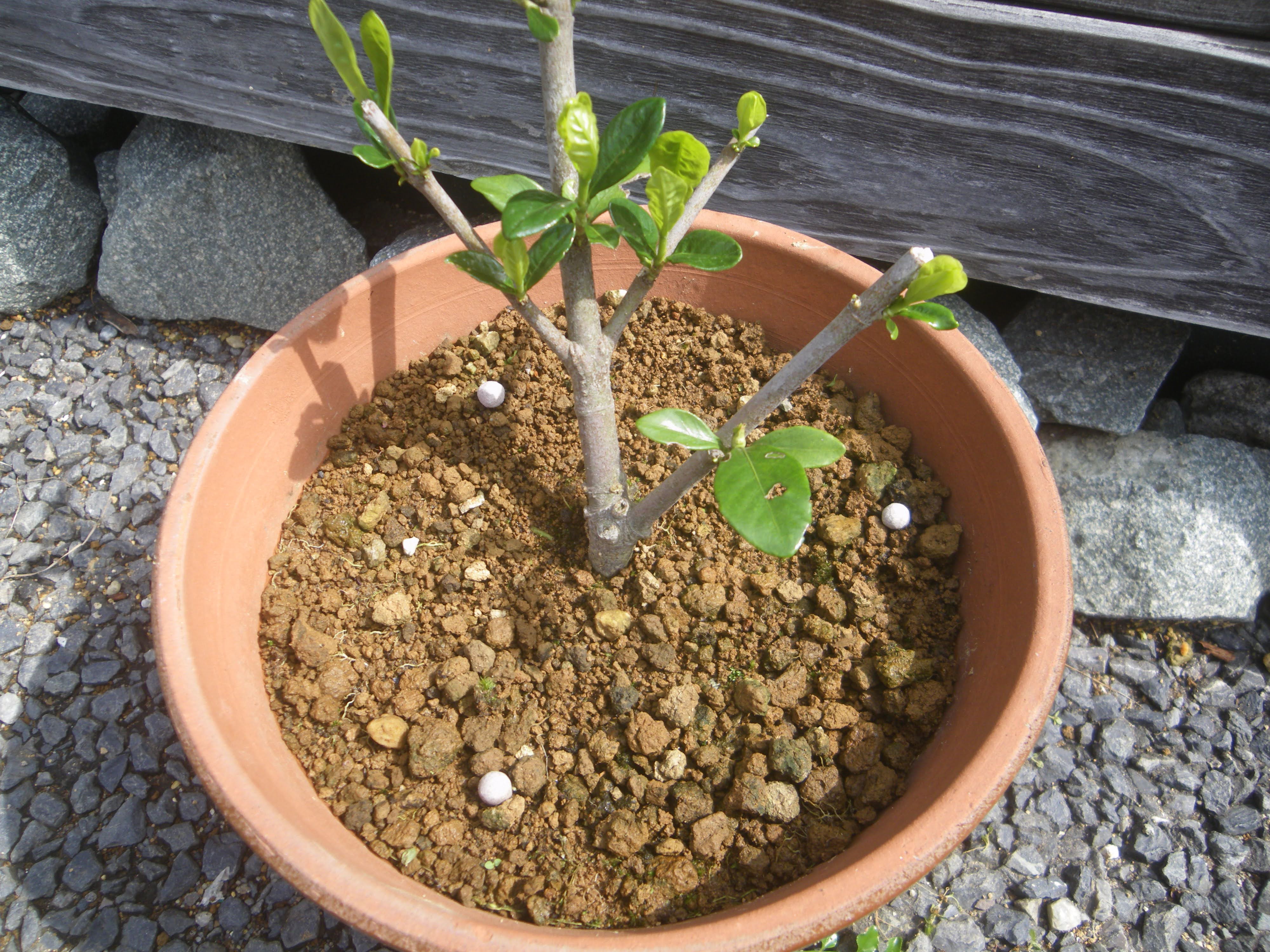 クチナシ 植え 替え