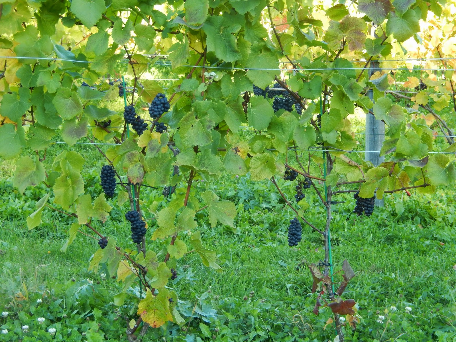 Granville Gardens Vineyard