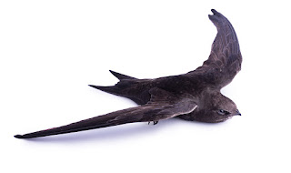 common swift