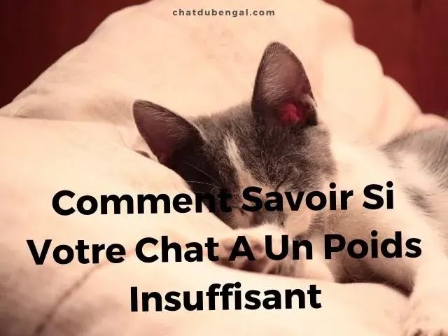 Mon Chat Est-Il Trop Maigre? Comment Savoir Si Votre Chat A Un Poids Insuffisant