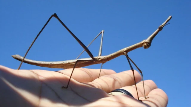 Esse aqui na natureza possui mimetismo, mas aqui é visível